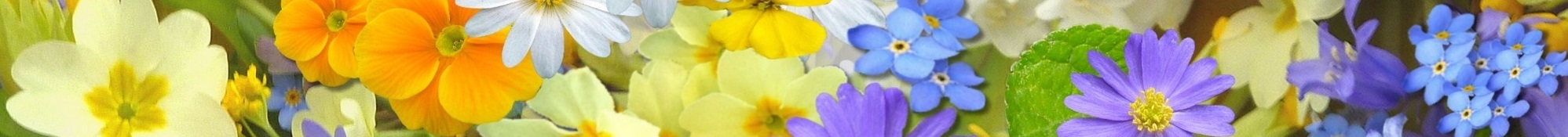 spring flowers