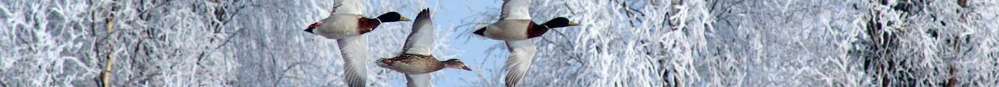 duck winter scene